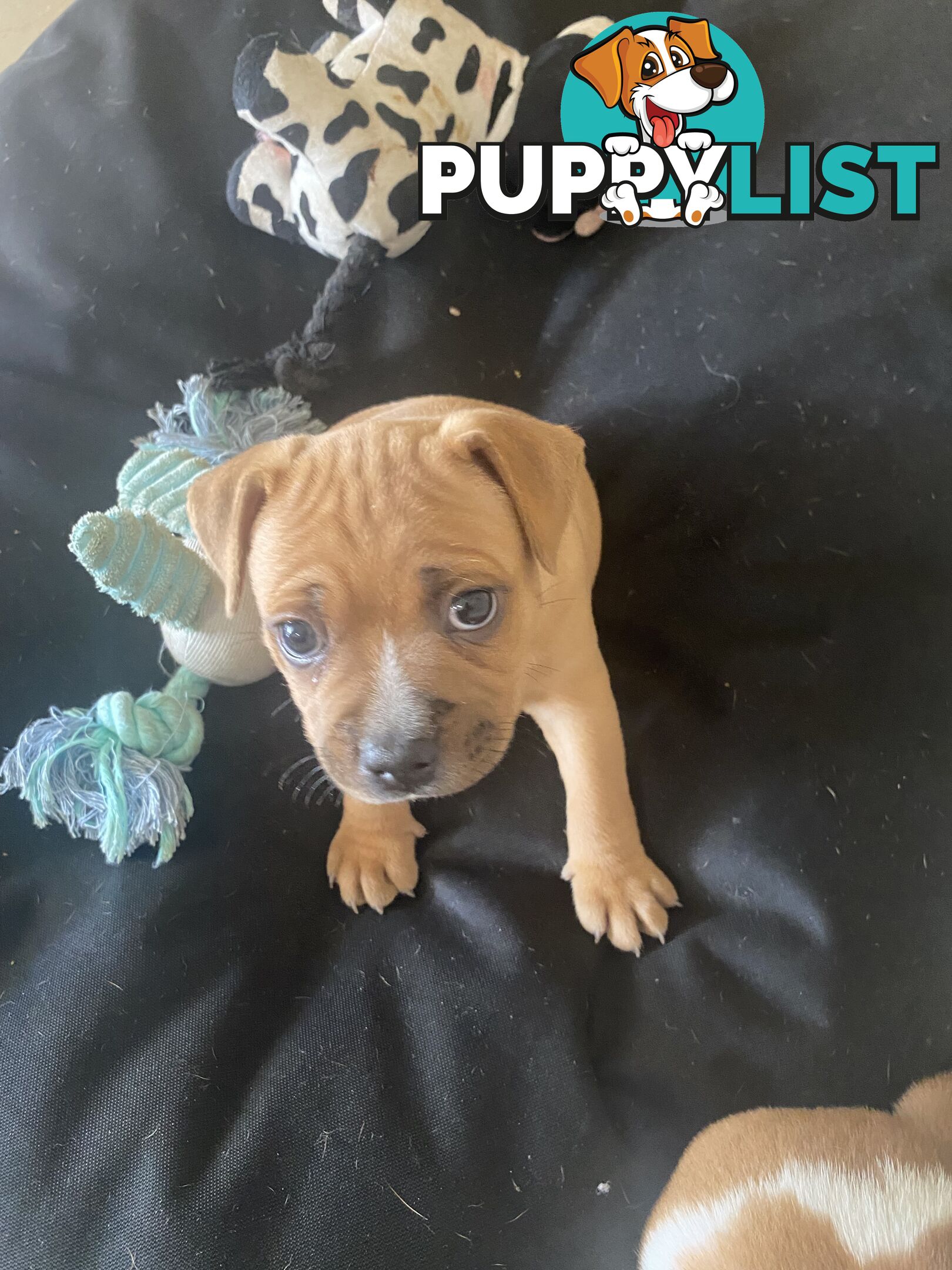 STAFFORDSHIRE BULL TERRIER PUPPY