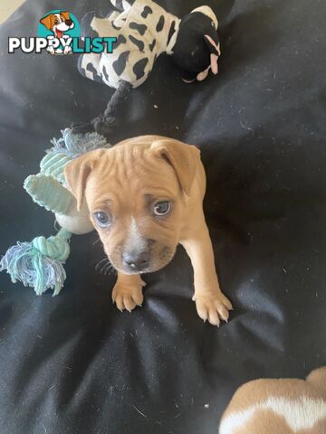 STAFFORDSHIRE BULL TERRIER PUPPY