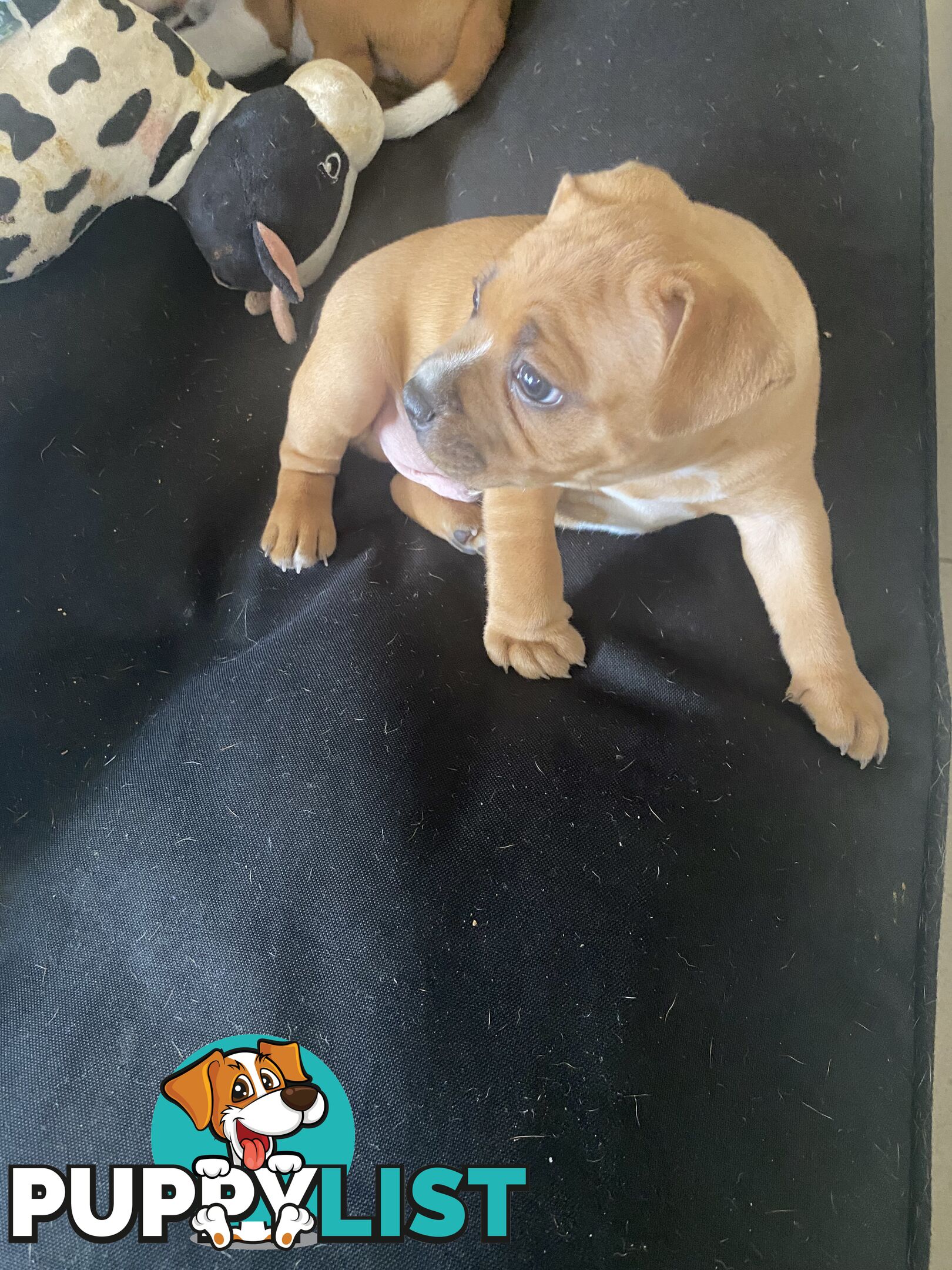 STAFFORDSHIRE BULL TERRIER PUPPY