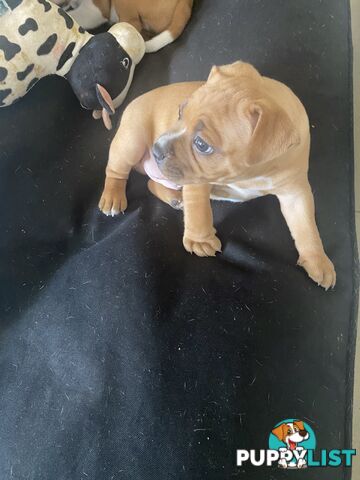 STAFFORDSHIRE BULL TERRIER PUPPY