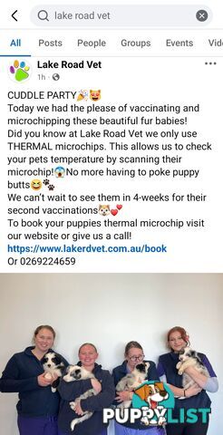 Gallowglass Border Collies proudly presents...
