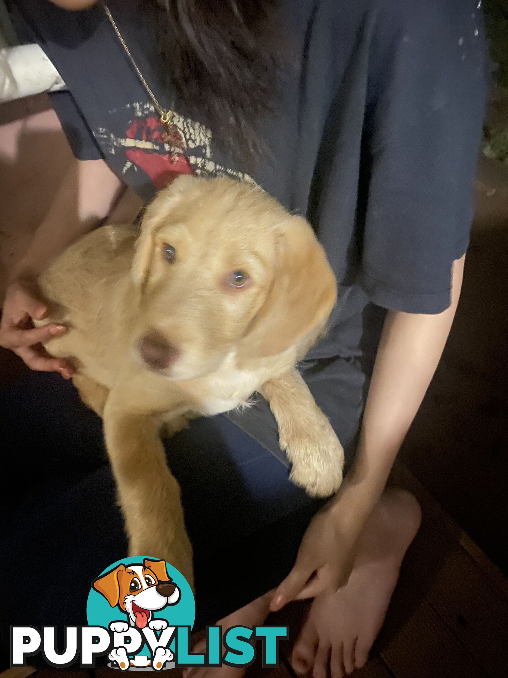 Labradoodle Puppies