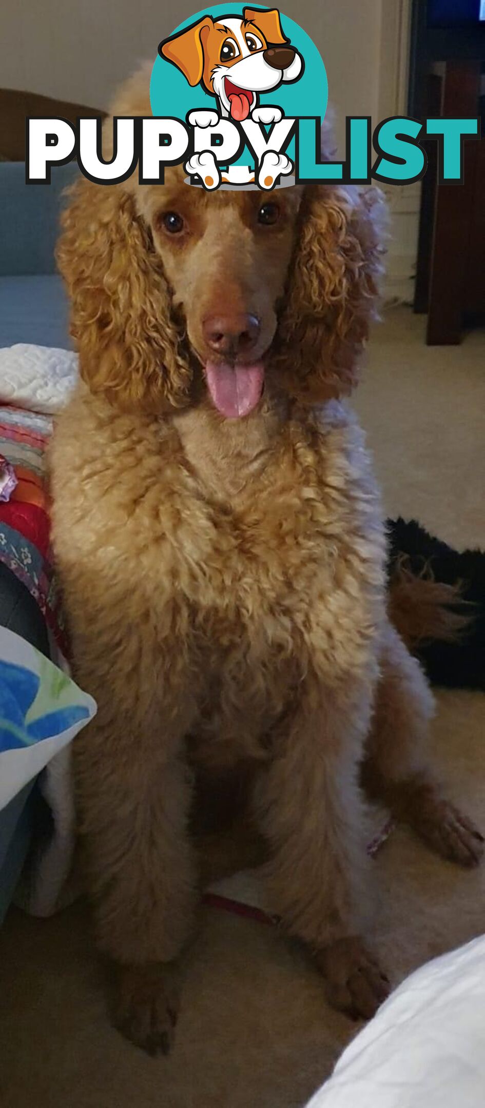 Labradoodle Puppies