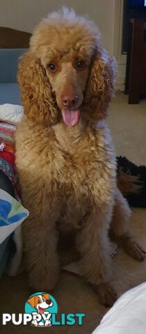 Labradoodle Puppies