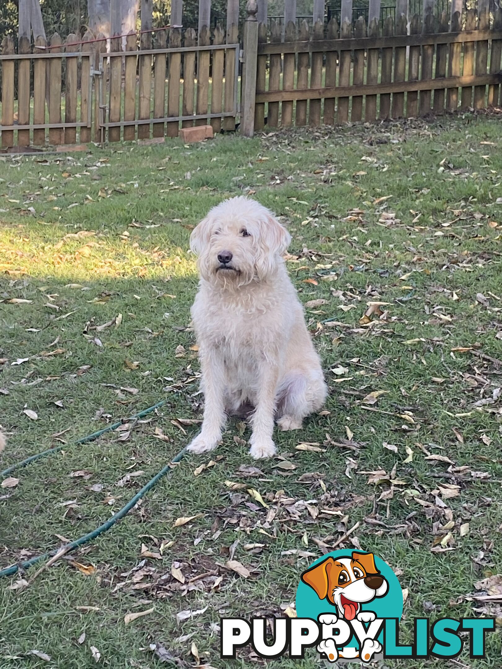 Labradoodle Puppies