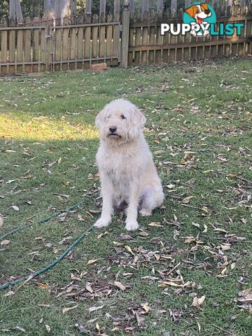 Labradoodle Puppies