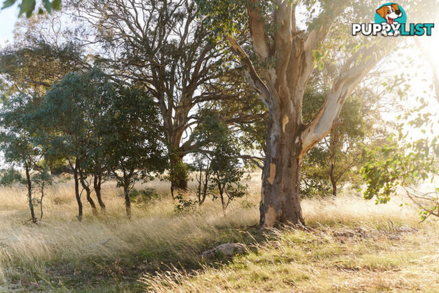 Olea Camilleri Way GUNGAHLIN ACT 2912