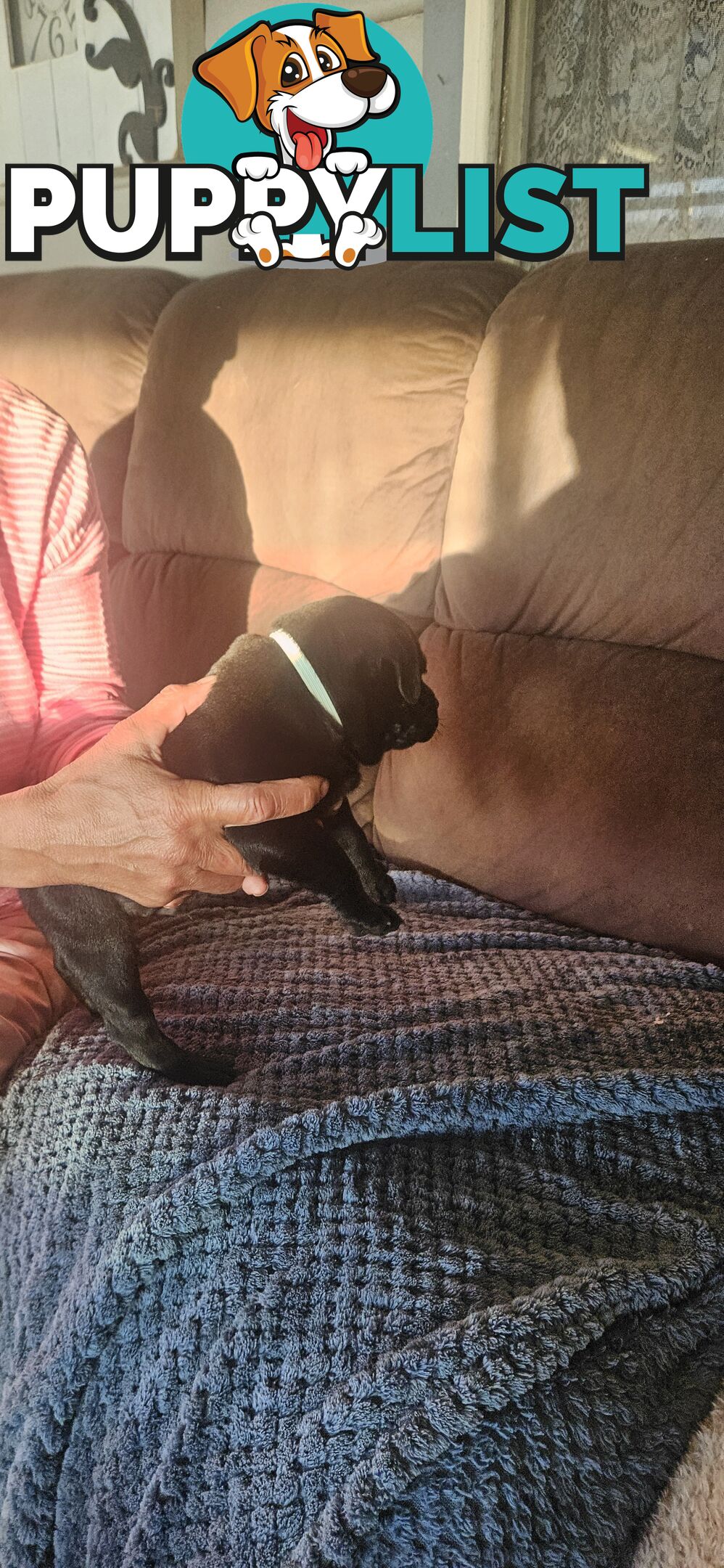 4 Beautiful english staffy puppies
