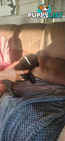 4 Beautiful english staffy puppies