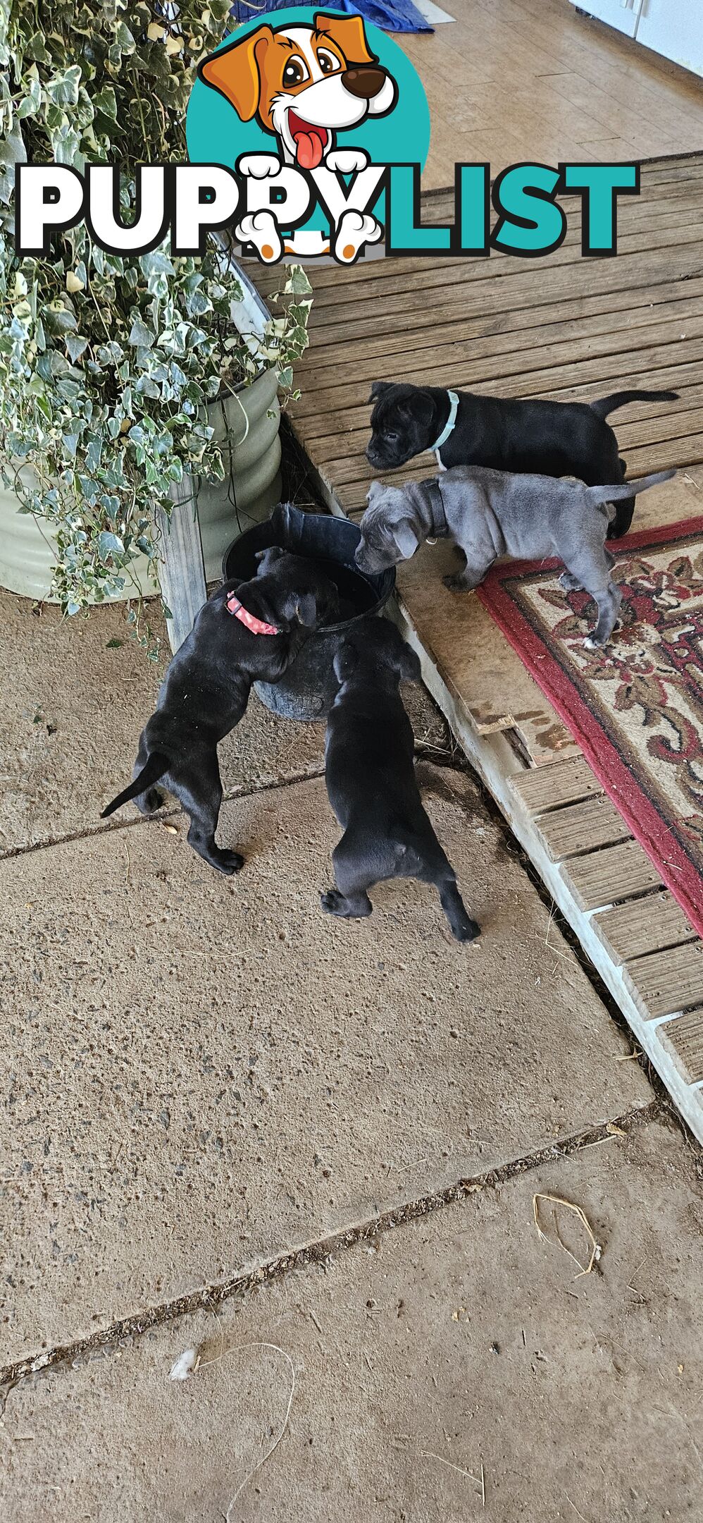 4 Beautiful english staffy puppies