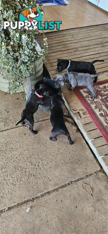 4 Beautiful english staffy puppies