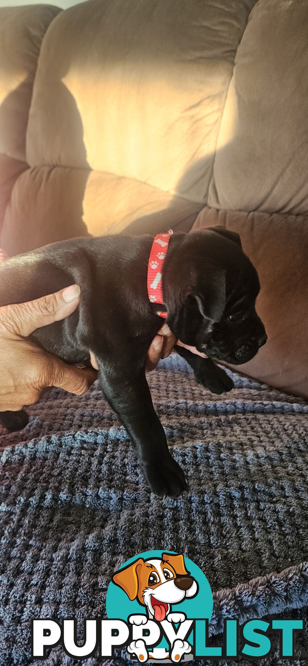 4 Beautiful english staffy puppies