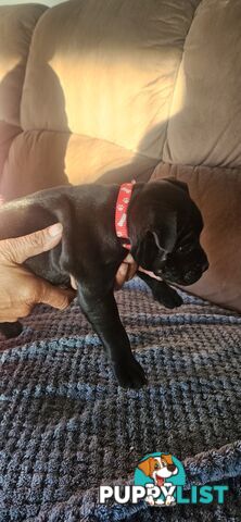 4 Beautiful english staffy puppies