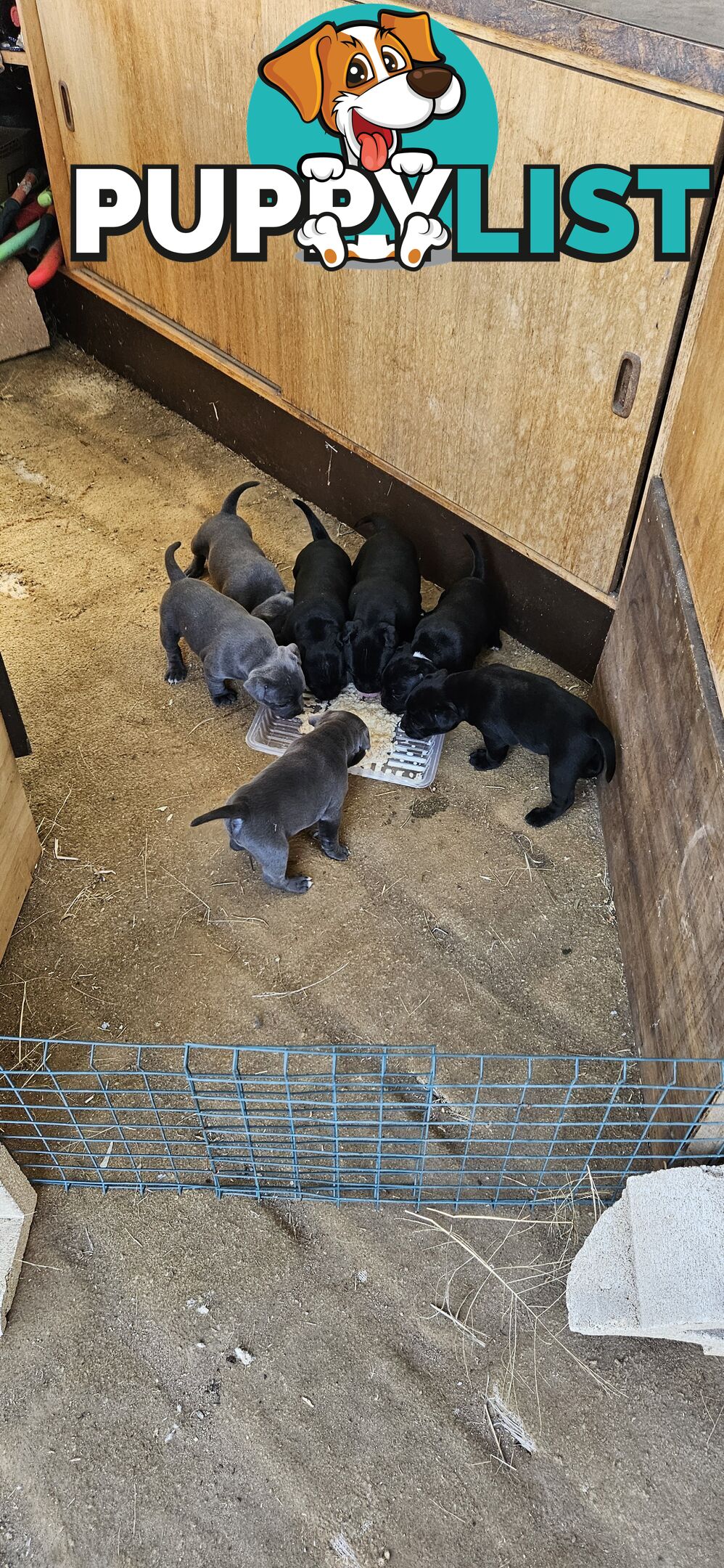 4 Beautiful english staffy puppies