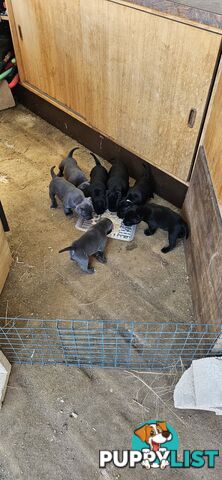 4 Beautiful english staffy puppies