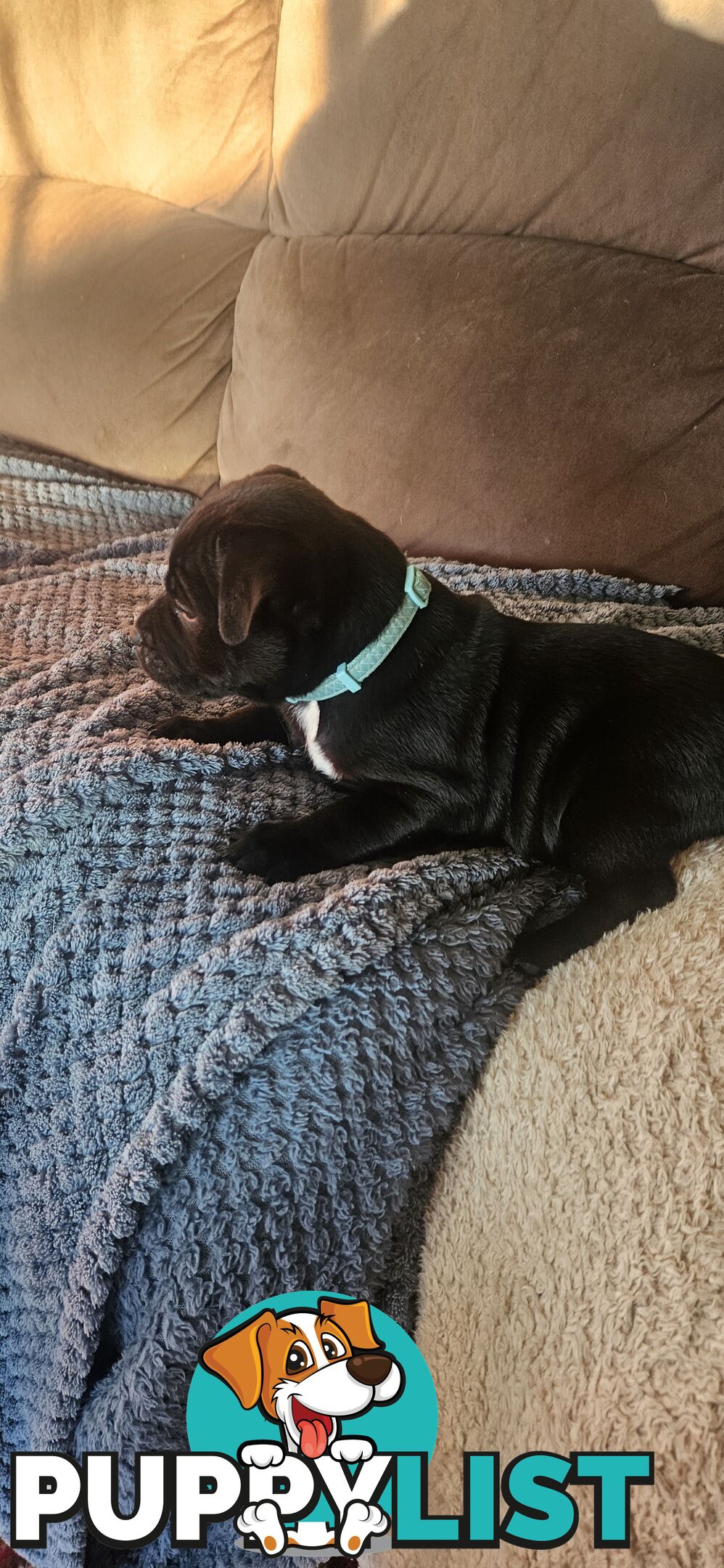 4 Beautiful english staffy puppies