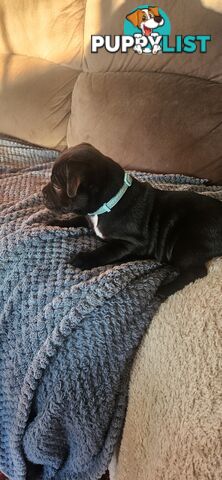 4 Beautiful english staffy puppies