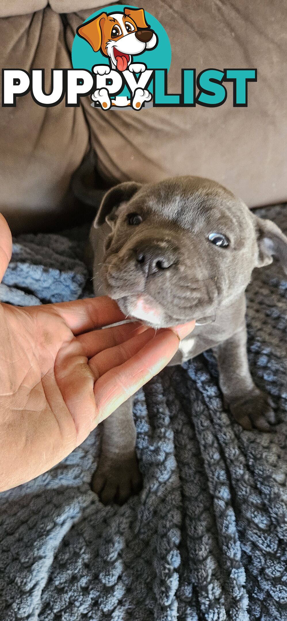 4 Beautiful english staffy puppies