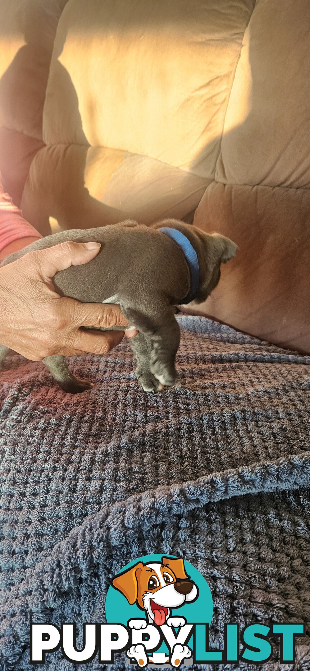 4 Beautiful english staffy puppies