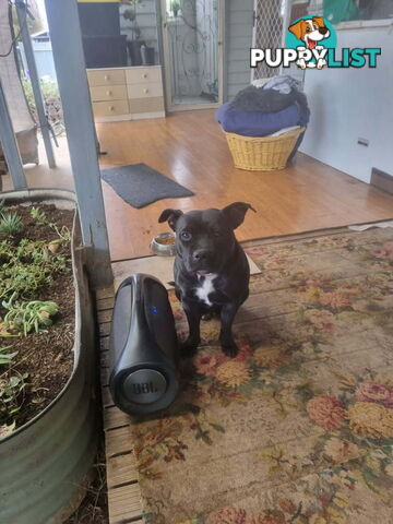 4 Beautiful english staffy puppies