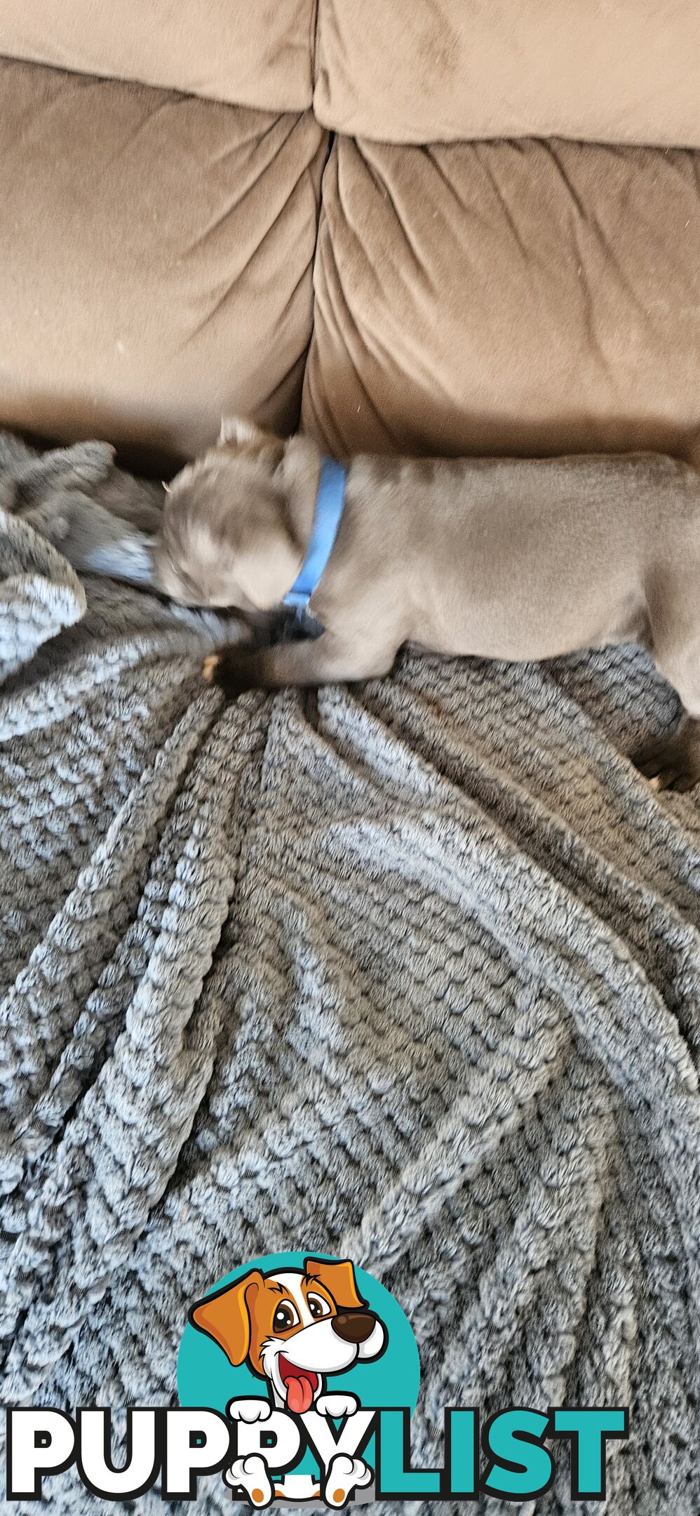 4 Beautiful english staffy puppies