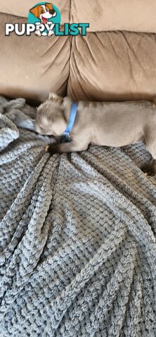 4 Beautiful english staffy puppies