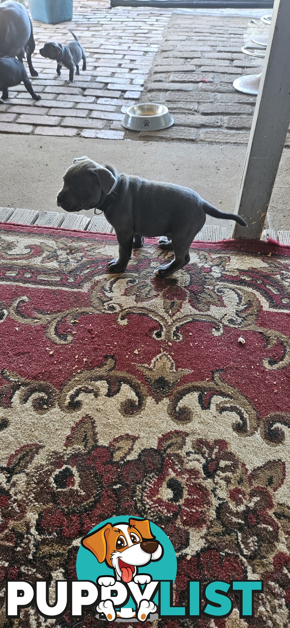 4 Beautiful english staffy puppies