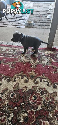 4 Beautiful english staffy puppies