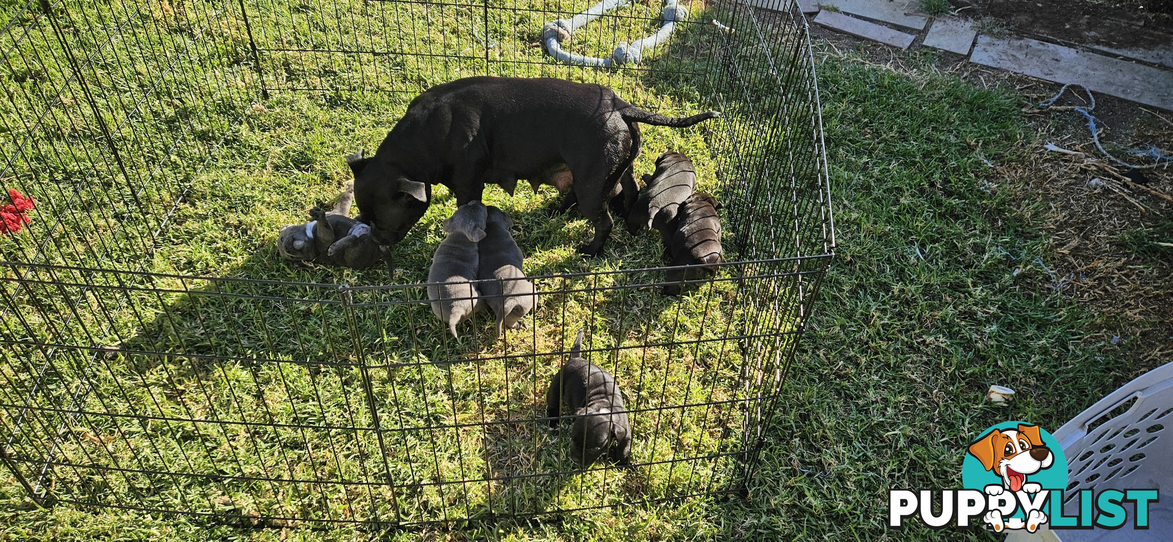 4 Beautiful english staffy puppies