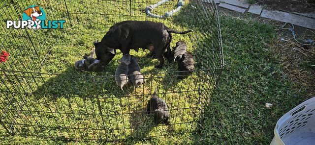 4 Beautiful english staffy puppies