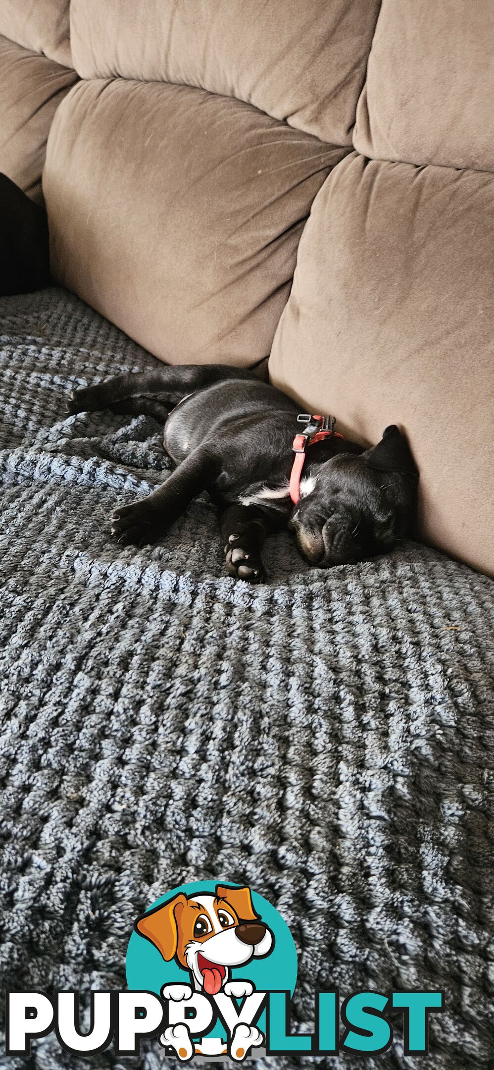 4 Beautiful english staffy puppies