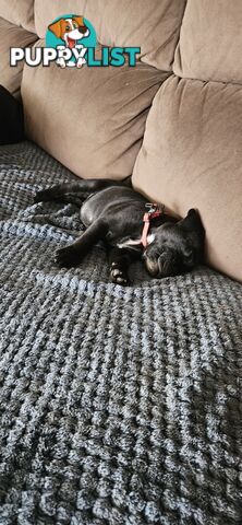 4 Beautiful english staffy puppies