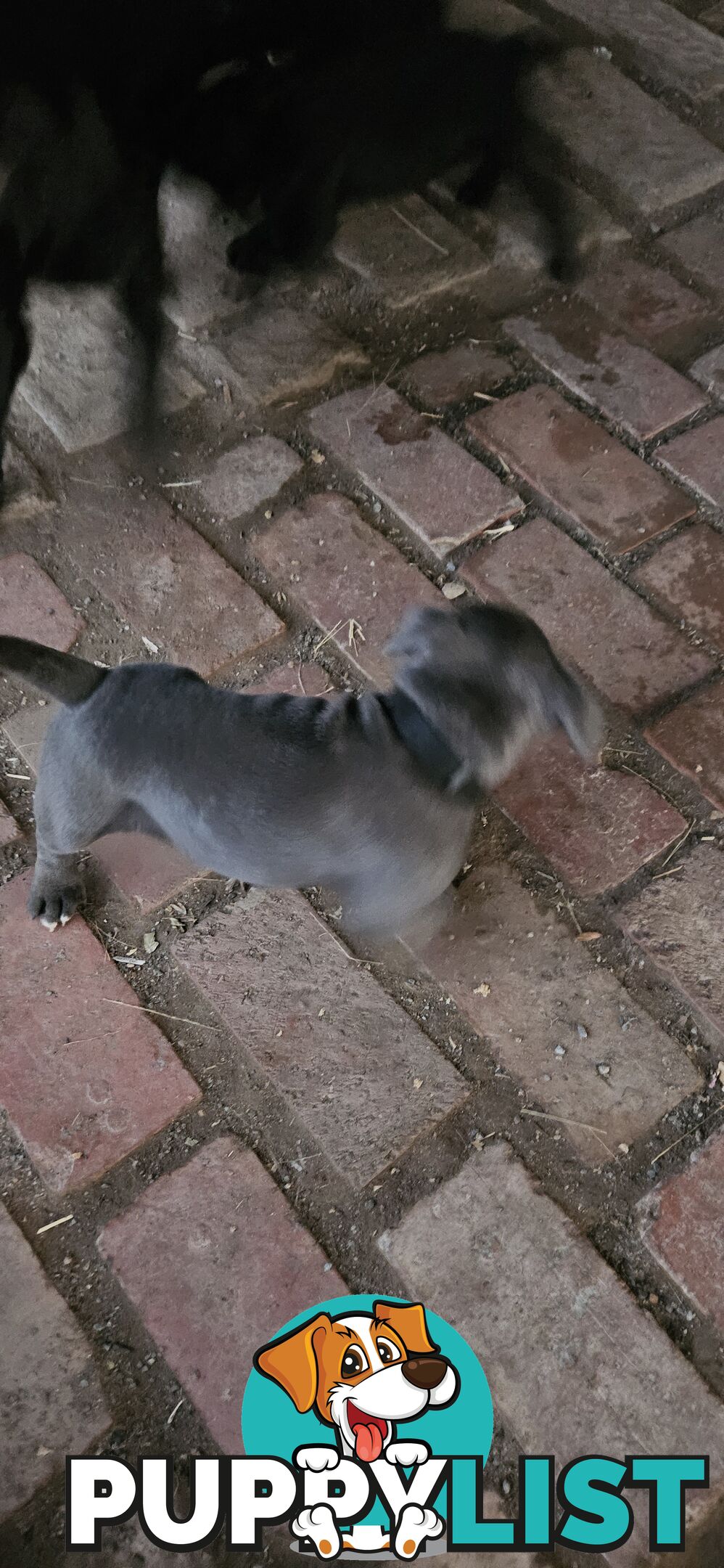 4 Beautiful english staffy puppies