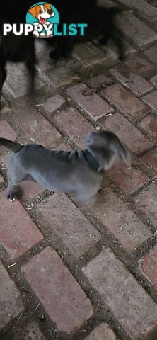4 Beautiful english staffy puppies