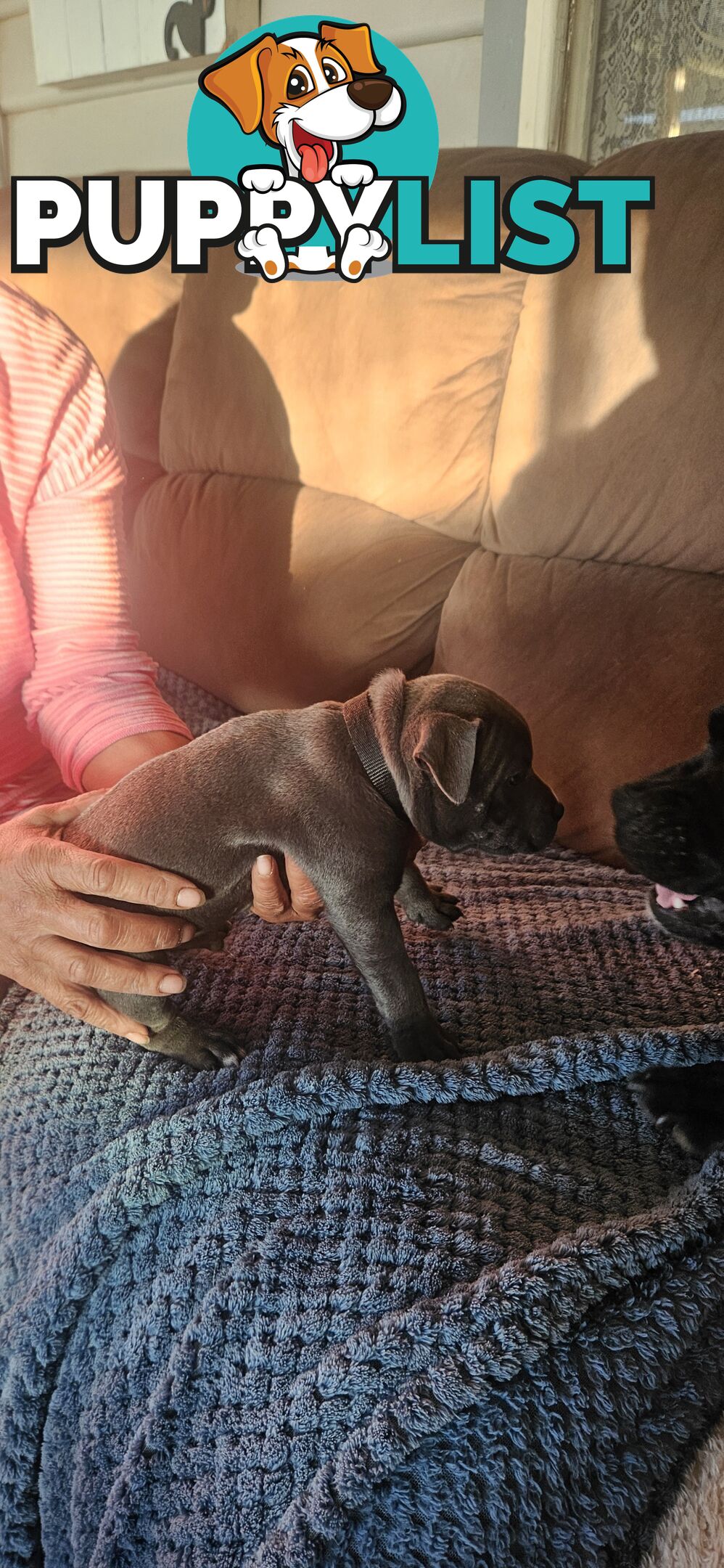 4 Beautiful english staffy puppies