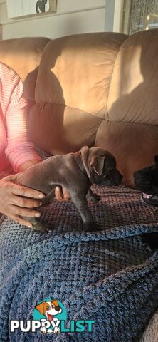 4 Beautiful english staffy puppies