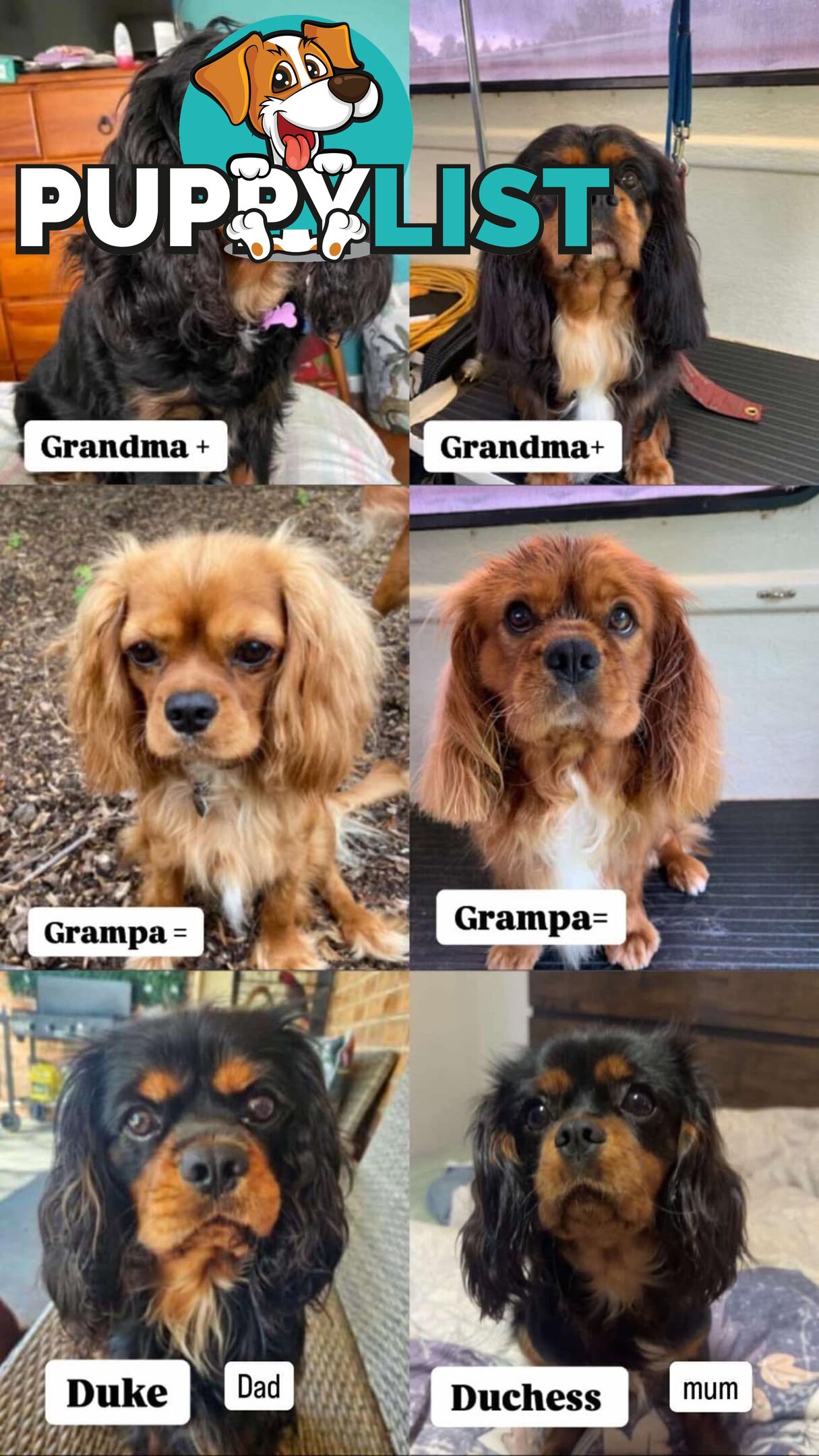 Rare black and tan purebred King Charles cavaliers