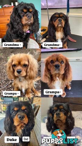 Rare black and tan purebred King Charles cavaliers