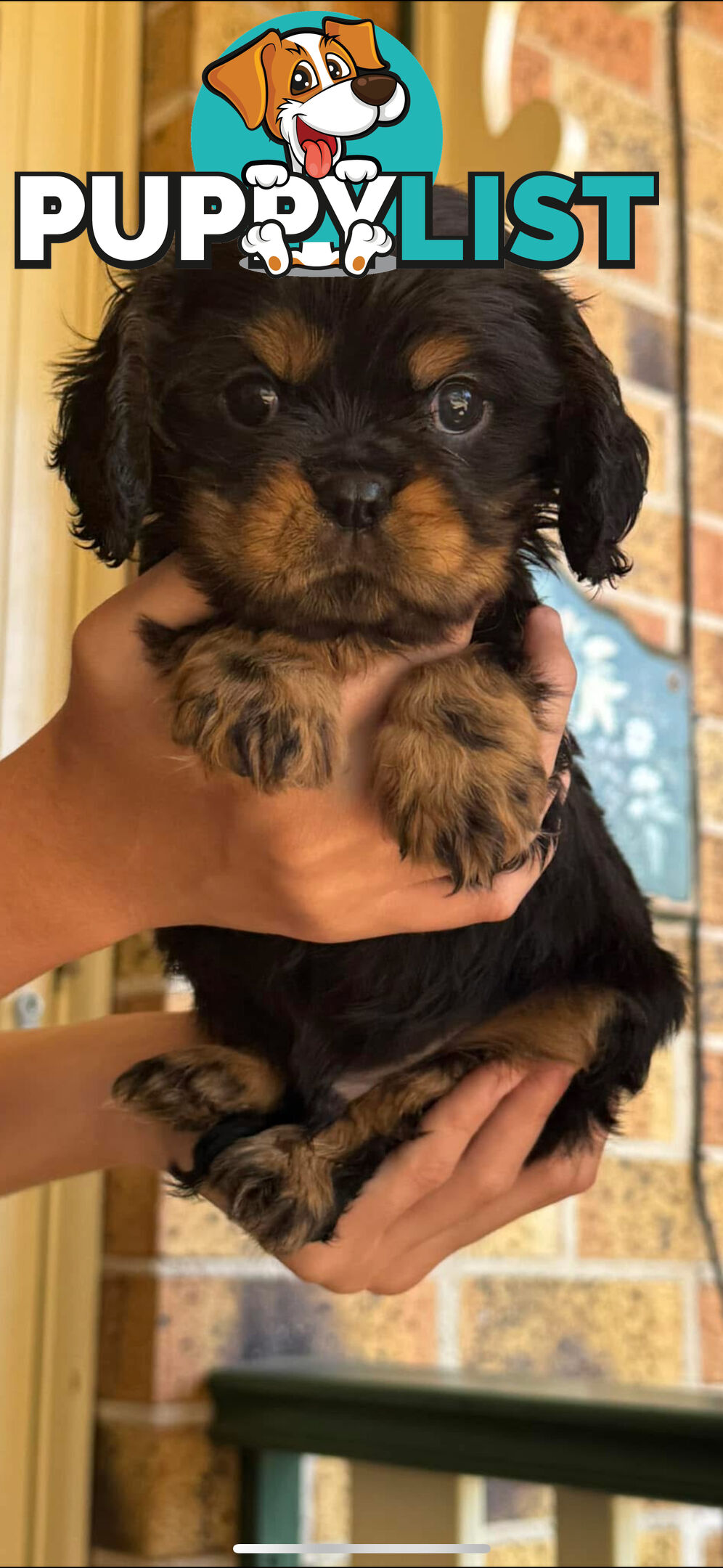 Rare black and tan purebred King Charles cavaliers