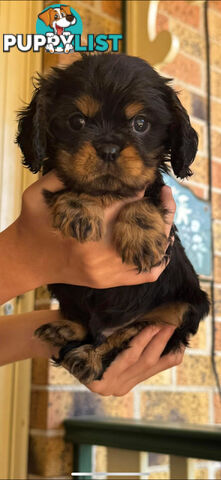 Rare black and tan purebred King Charles cavaliers