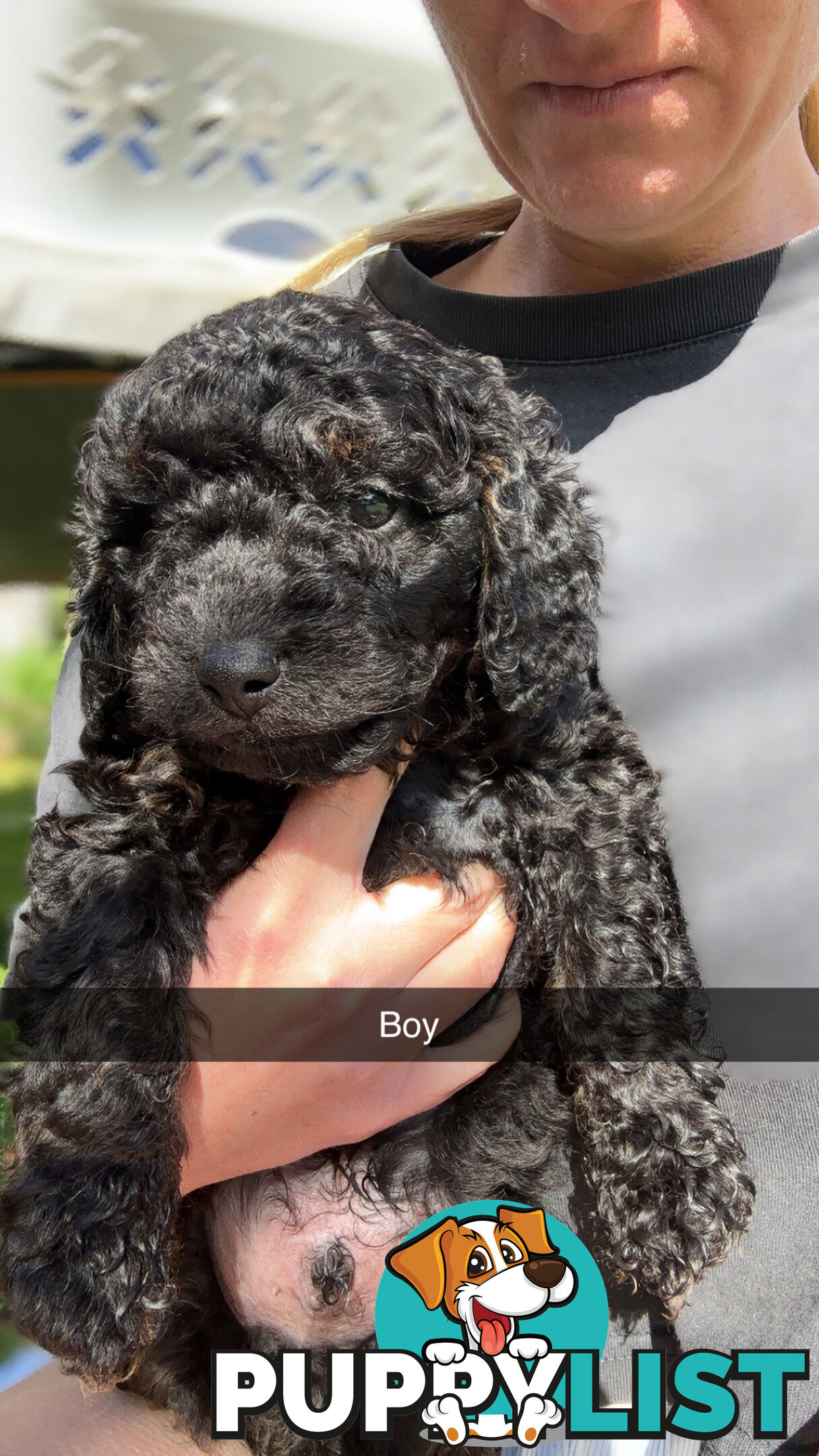 Cavoodle Puppies