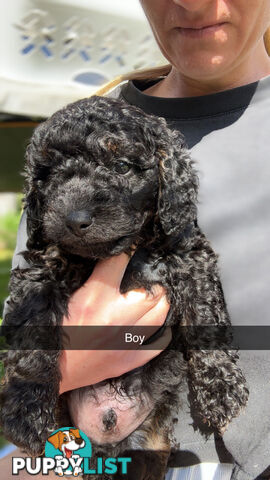 Cavoodle Puppies