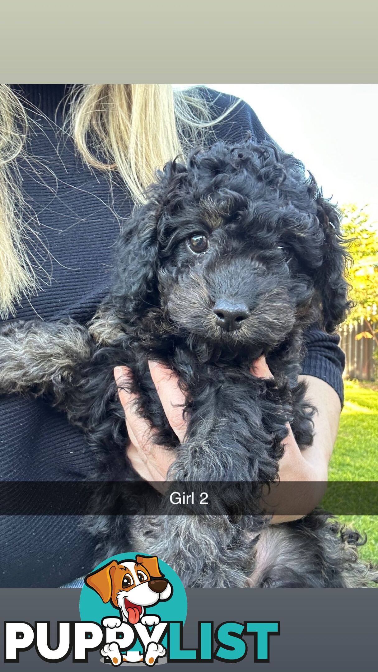 Cavoodle Puppies