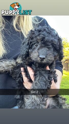 Cavoodle Puppies