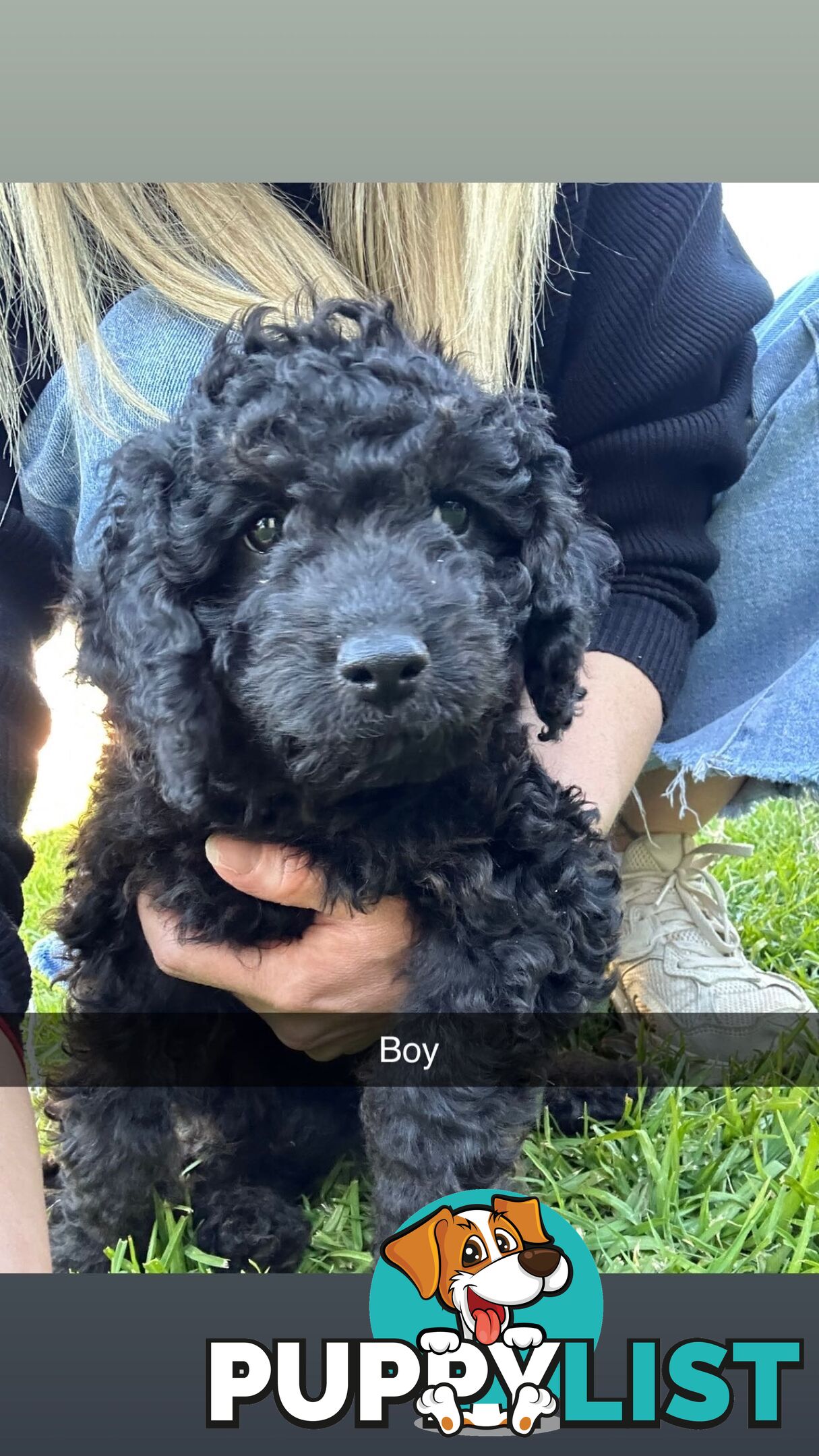 Cavoodle Puppies