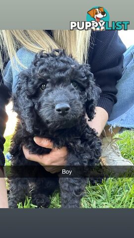 Cavoodle Puppies