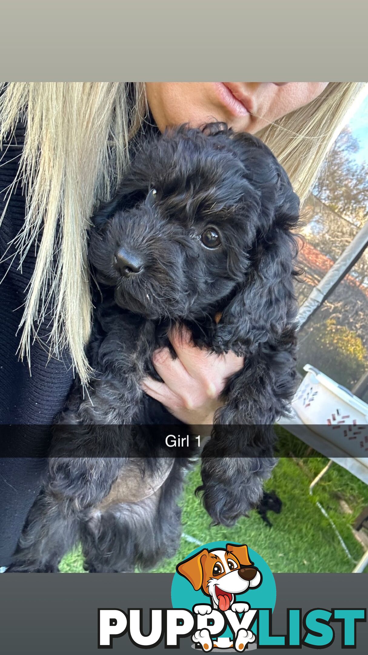 Cavoodle Puppies