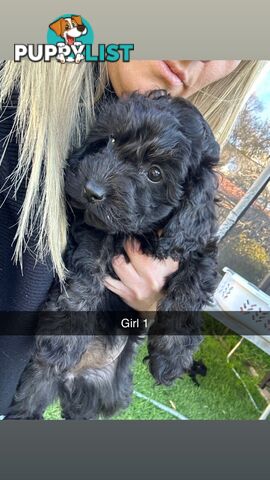 Cavoodle Puppies