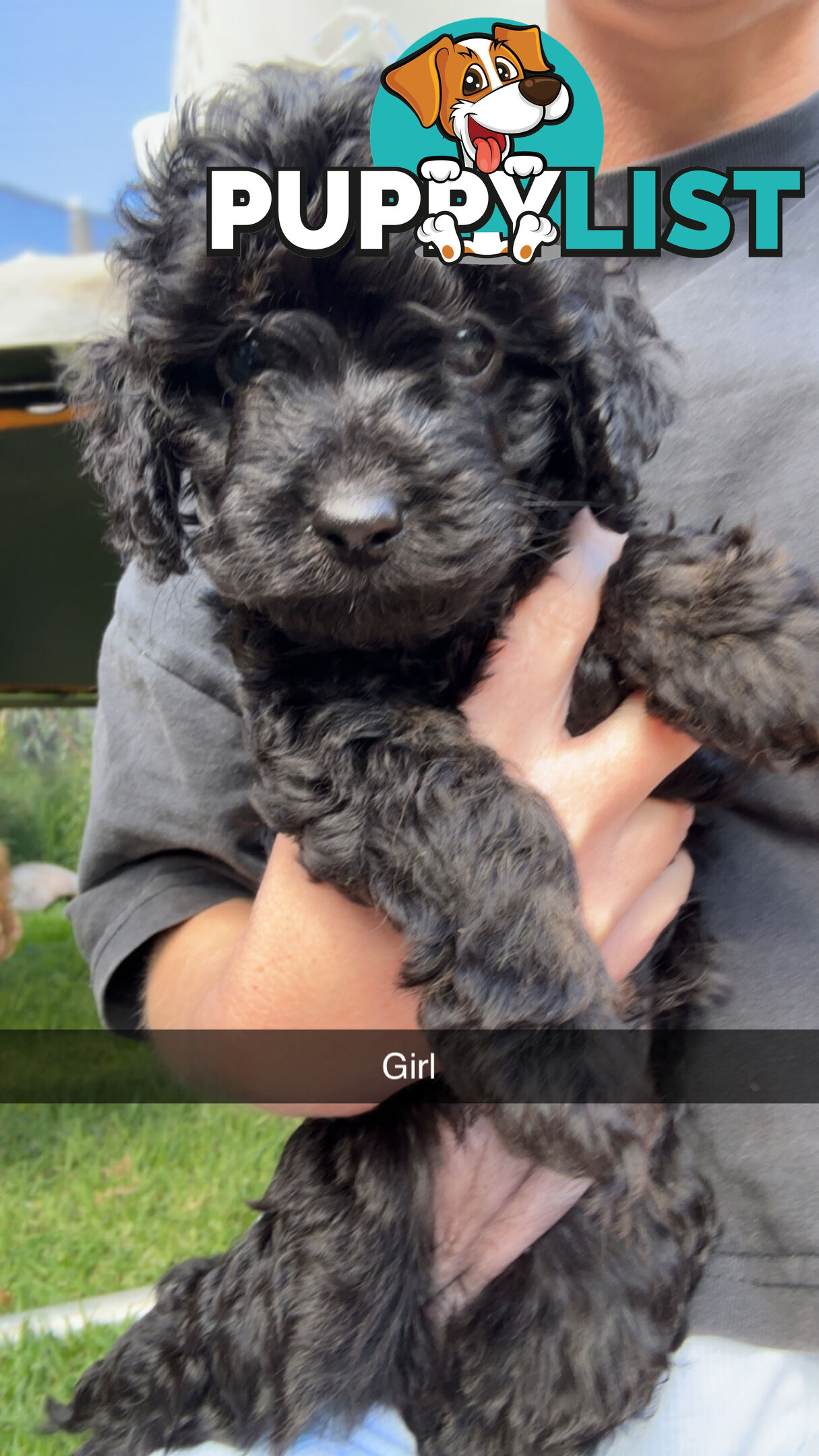 Cavoodle Puppies