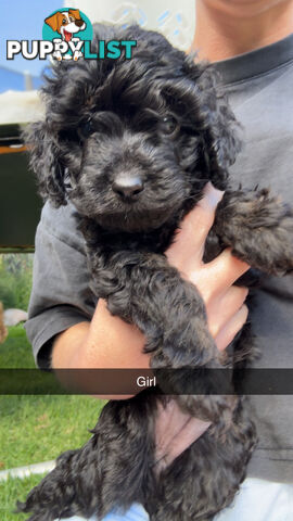 Cavoodle Puppies